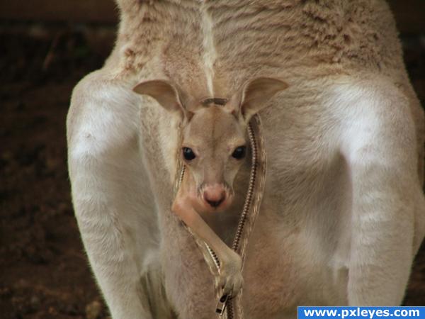 Zipper Kangaroo 